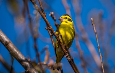 Yellow Breasted Greenfinch