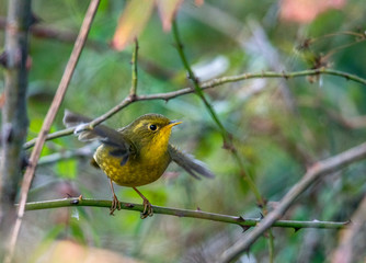Golden Bush Robin