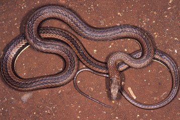 Psammophis condanarus. Sand snake. Harmless. Captive specimen. Maharashtra, India.