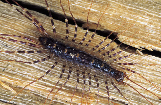 Scutigera. Long-legged Centipede. Arunachal Pradesh, India.