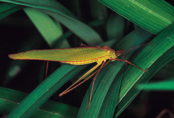 Green Long-horned Grasshopper. Arunachal Pradesh, India.