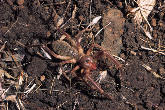 Solifuge. Galeodes species. Pune district, Maharashtra, India.