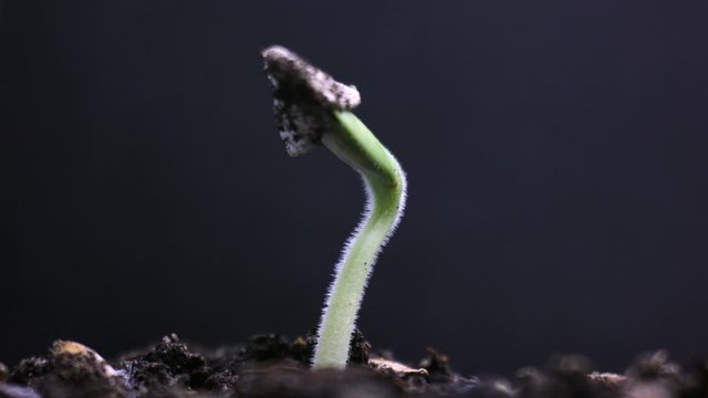 Small plant growing, sprouts germination process on black background, spring time lapse newborn agriculture