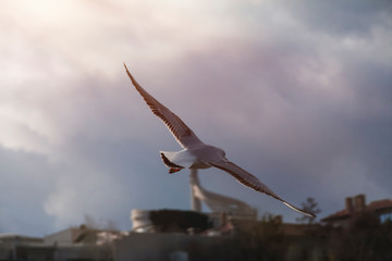 Beautiful sea gull close-up in flight over the sea.