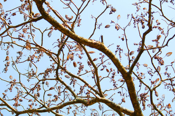 tree without leaves during autumn