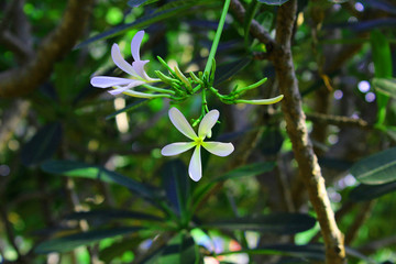 Fototapeta na wymiar white flower with green leaves