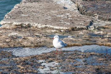 Beautiful sea gull close-up stands on the coast of the sea.