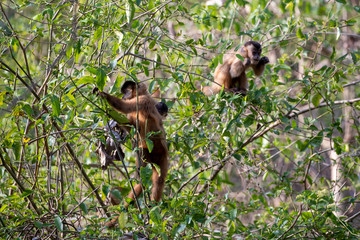 Zwei Kapuzineraffen sitzen fressend im Baum in der Seitenansicht