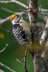 Brown fronted woodpecker