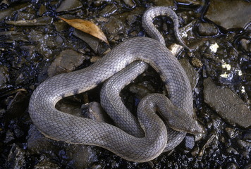 Cerberus rhynchops DOG-FACED WATER SNAKE. Shows adult about to moult. Photographed near Mumbai (Bombay) Maharashtra, INDIA.
