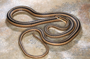 LEITH'S SAND SNAKE Psammophis leithii from Ahmedabad, Gujarat, India. Entire body - coiled.