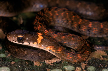 HIMALAYAN KEELBACK Rhabdophis himalayanus. Close up of head and neck. Adult from Changlang district, Arunachal Pradesh, India.