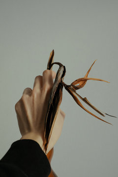 Hand Holding a Withered Strelitzia