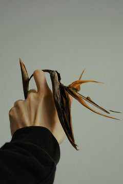 Hand Holding a Withered Strelitzia