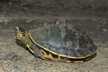 Obraz premium Terrapin - lateral view.