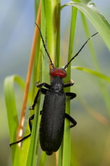 Longhorned beetle, Uttaranchal, India.