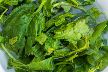 Green spinach leaves soaked and washed in water in bowl. Vegan, vegetarian healthy food. 