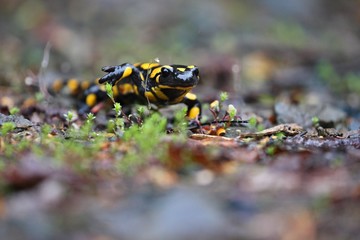 Fire Salamander in the nature habitat. Very rare and endangered animal close up. European wildlife. Fantastic creature. Salamandra salamandra.