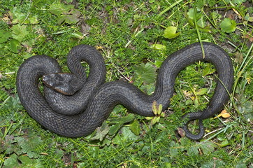 Himalayan Pit Viper Gloydius himalayanus MELANISTIC FORM DORSAL VIEW, Uttaranchal, India.