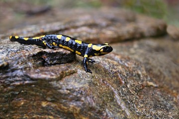 Fire Salamander in the nature habitat. Very rare and endangered animal close up. European wildlife. Fantastic creature. Salamandra salamandra.