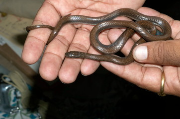 Fototapeta premium Indian Smooth Snake Coronella brachyura JUVENILE. NON-VENOMOUS. Locality: Pune district, Maharashtra, INDIA.