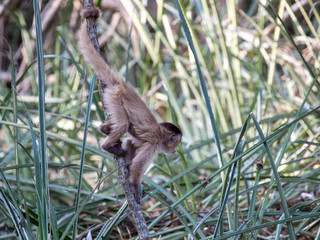 Ein Kapuzineraffe klettert an einem dünnen Ast in der Seitenansicht und hält sich mit seinem Schwanz fest