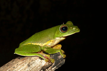 MALABAR GLIDING FROG, Rhacophorus malabaricus Locality: Kodagu (Coorg) Karnataka, INDIA.