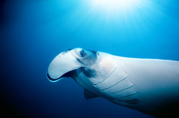 Close up of Manta ray in blue water of the ocean with sun rays above, Andaman sea, south of...