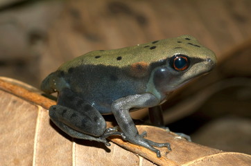 Froglet with tail stump. Locality: Kodagu (Coorg) Karnataka, INDIA