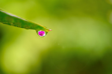 Reflection of pink orchid flower in raindrop, Clear and pure nature background copy space.