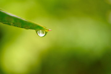 water droplet on leaf, Clear and pure nature background, copy space.