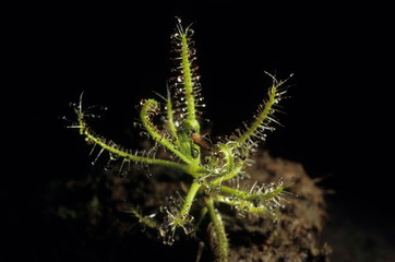 Drosera indica (Green sundew, Green drosera) Monsoon ephemeral, carnivorous (insectivorous) plant