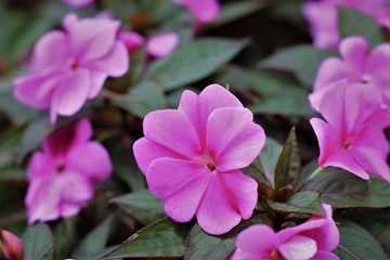 pink flowers in the garden