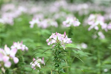 pink flower in the garden