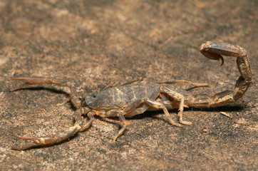 ARACHNID, SCORPION. Scorpion with small red ticks on exoskeleton. Photographed in Agumbe, Karnataka, INDIA..