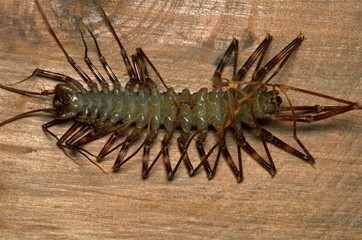 ARTHROPOD, CENTIPEDE, SCUTIGERA. Ventral view of dead Scutigera or Long-legged Centipede. Note fangs and shed legs (which are missing)! Photographed in Agumbe, Karnataka, INDIA.