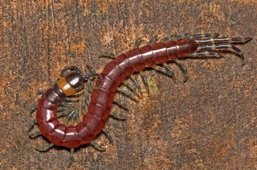 ARTHROPOD, CENTIPEDE, SCOLOPENDRA. Dorsal view of pink Scolopendra or Centipede. Photographed in...