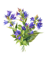 Garden bells.Vintage bouquet of blue-violet garden campanula trachelium. Watercolor botanical illustration on a white background