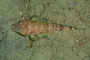 The surprising underwater world of the Indian and Pacifical Oceans