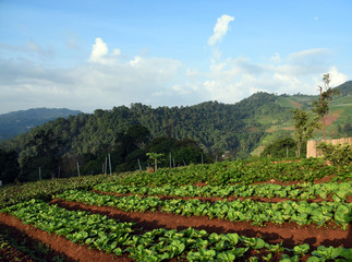 Fototapeta na wymiar Rows of salad on a large agriculture field, Mae Rim, Mon Cham, Chiangmai, North of Thailand.