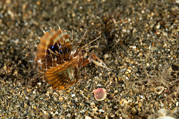 The surprising underwater world of the Indian and Pacifical Oceans