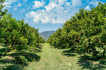 Fototapeta na wymiar Ripe and fresh oranges hanging on branch and mountain background, orange tree in orchard