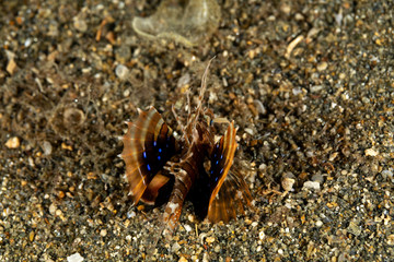 The surprising underwater world of the Indian and Pacifical Oceans