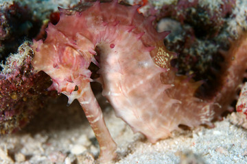 Pink Tigertail Seahorse underwater on coral reef © maemanee