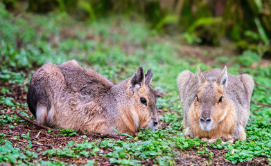 Mara giant rabbits