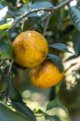 Ripe and fresh oranges hanging on branch , orange tree in orchard