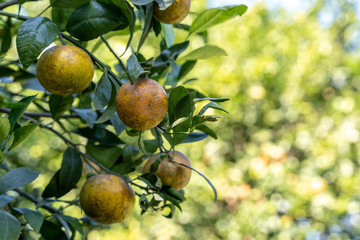 Ripe and fresh oranges hanging on branch , orange tree in orchard