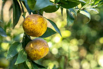 Ripe and fresh oranges hanging on branch , orange tree in orchard
