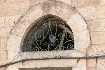 Dove  sits on a metal window grill of a mosque of the Muslim part of the tomb of the grave of the prophet Samuel on Mount of Joy near Jerusalem in Israel
