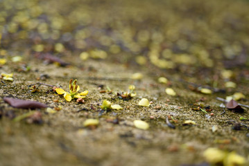 Cassia Tree,Thai Copper Pod flower on concrete floor  in garden, and blur bokeh background,...